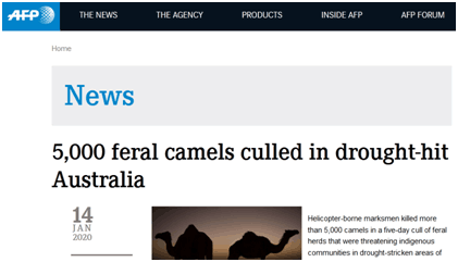 旱灾之际保资源，澳大利亚已射杀逾5000头骆驼