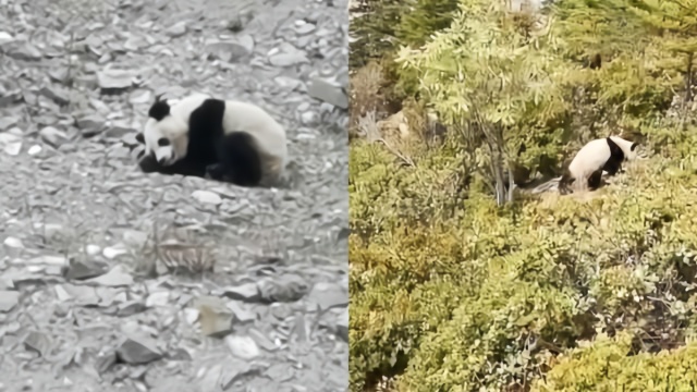 四川小金县野生大熊猫又进村，从容溜达俩小时后回山林