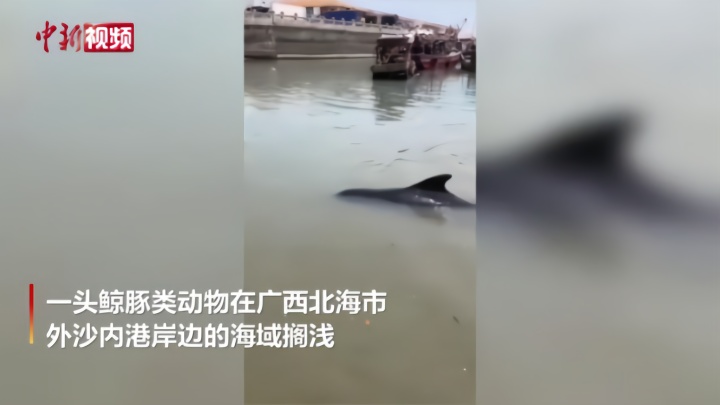 鲸豚类动物在广西北海搁浅  众人合力救助