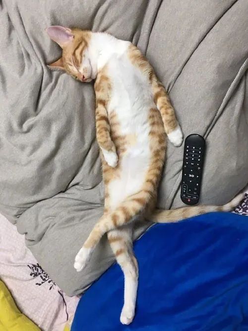 这猫在睡觉可能睡得太舒服了居然还翘着二郎腿