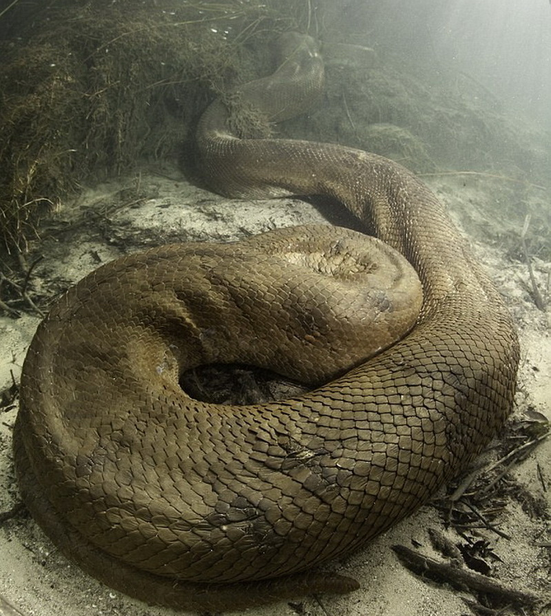 森蚺vs蟒蛇图片