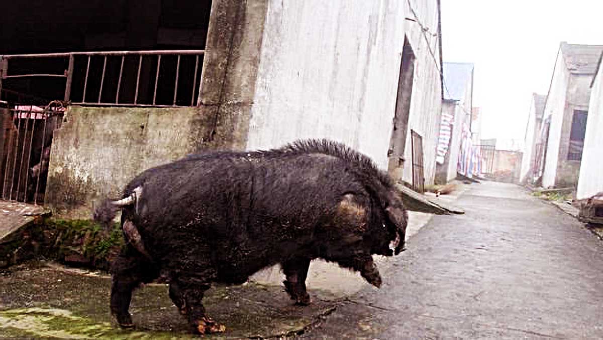 1只号称"猪皇"的猪,仅用10年就繁殖2万后代,吃完饭就要开工!__凤凰网