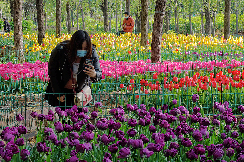 洛阳郁金香花园图片