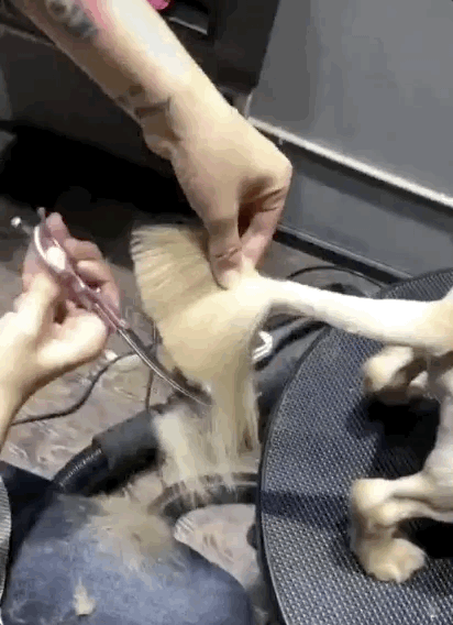 有些金毛,真的不能剃毛,因为会变成一头"驴"