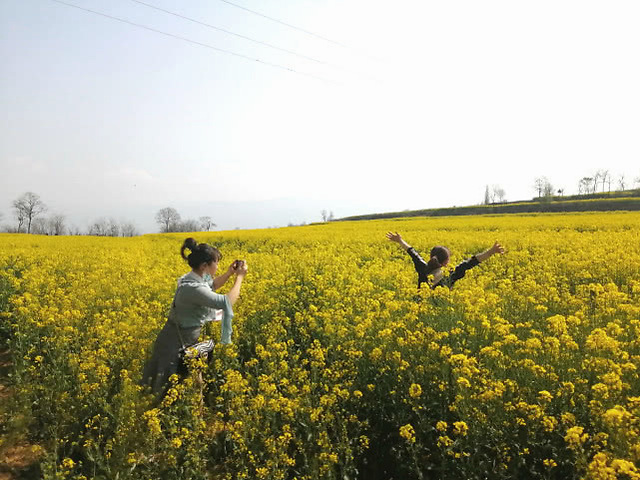 赏千亩油菜花海探访西府老街 听民俗赏民风品美食