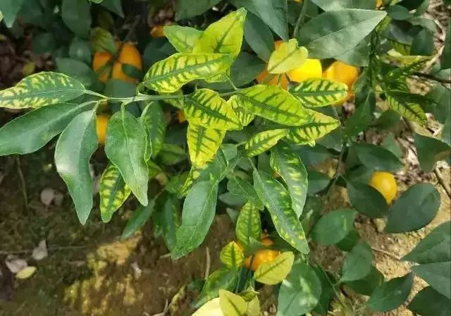 柑橘缺锌的表现 锌元素在柑橘体内难以转移和再利用,因此柑橘新梢叶片