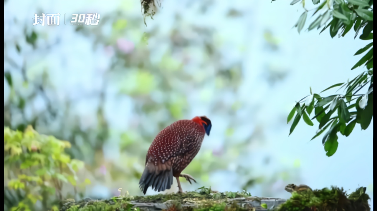 四川眉山市彭山區現世界瀕危鳥類娃娃雞上百種珍稀鳥類在此棲居