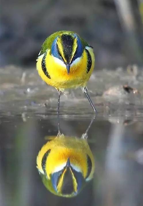 飞鸟倒影大师作品太精彩了