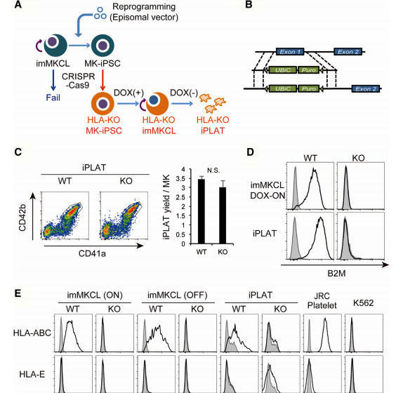 诺贝尔奖强强联合-CRISPR基因编辑的ESC/iPSC应用再生和个性化医学__凤凰网
