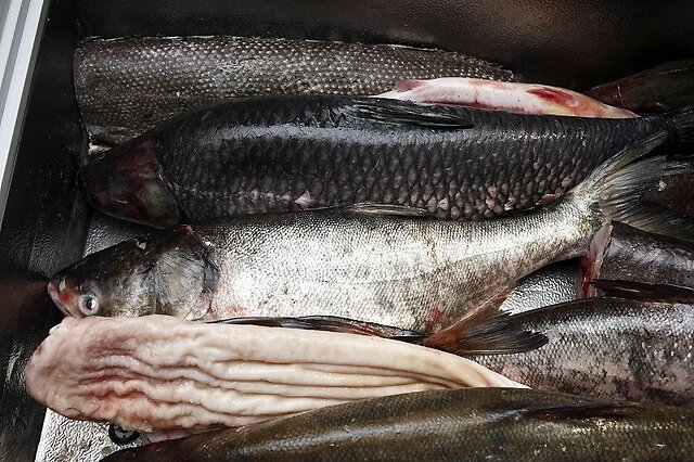 可导致肝肾功能衰竭