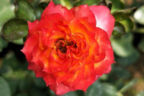 月季品种"浪漫玫瑰面纱"奶油橙黄色,花色多变,有淡淡的香味__凤凰网