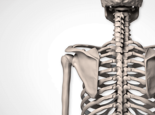 整个斜方肌在人体运动中的主要功能就是使肩胛骨上回旋和后缩