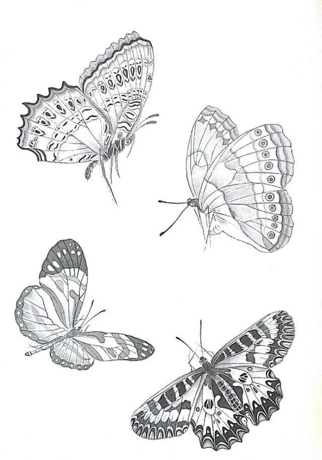 蝴蝶白描