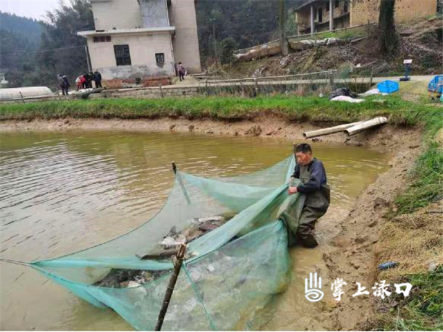 新春走基层 | 渌口区:干塘捞鱼遇销售难题 驻村工作队化身“鱼贩”忙吆喝__凤凰网