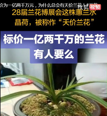 你妈种在阳台的兰花,竟然比大牌包还贵?