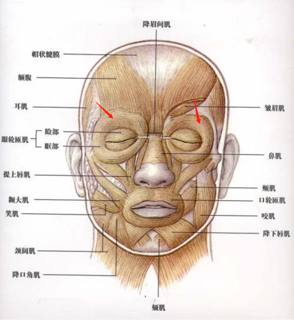 眉弓的结构图片