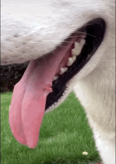 二哈抢主人篮球把舌头咬破后竟然一点声儿都没出