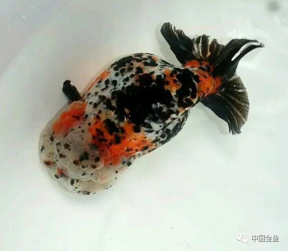 禽兽野兽怪兽猛兽无腿吸金兽
