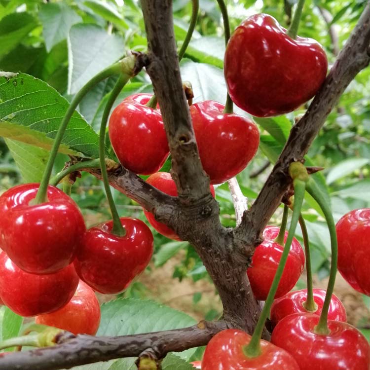 山西大樱桃：甜蜜产业背后的璀璨光芒