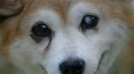 干货 遗传性白内障 狗狗年纪轻轻的 眼睛怎么就白了 凤凰网