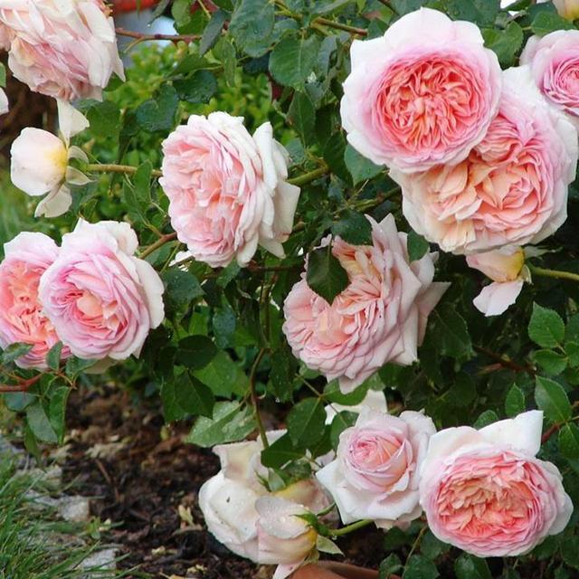 月季品种"亚伯拉罕"完全开放状态也超级美~ 香味很神奇