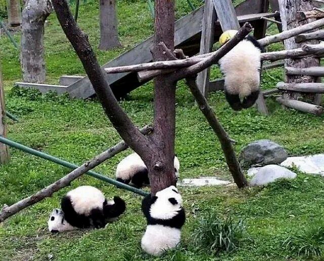 熊猫幼仔窒息死亡 中国大熊猫中心专家：从未见过，很意外