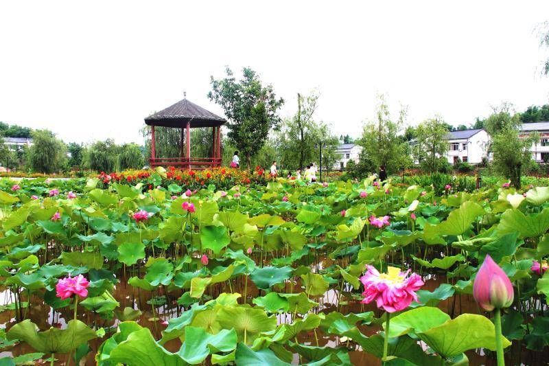 荷和原乡景区上千亩观赏荷花盛开.