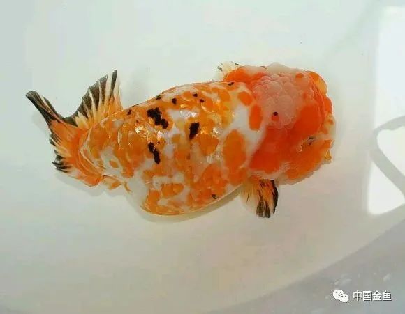 禽兽野兽怪兽猛兽无腿吸金兽
