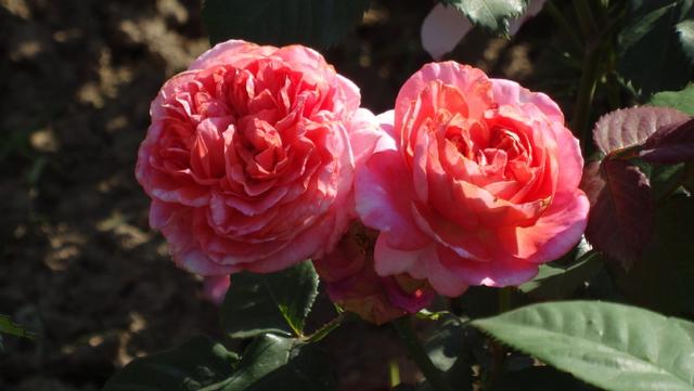 冷门月季品种"玛丽安"生长很强势,不垂头,花色多变__凤凰网