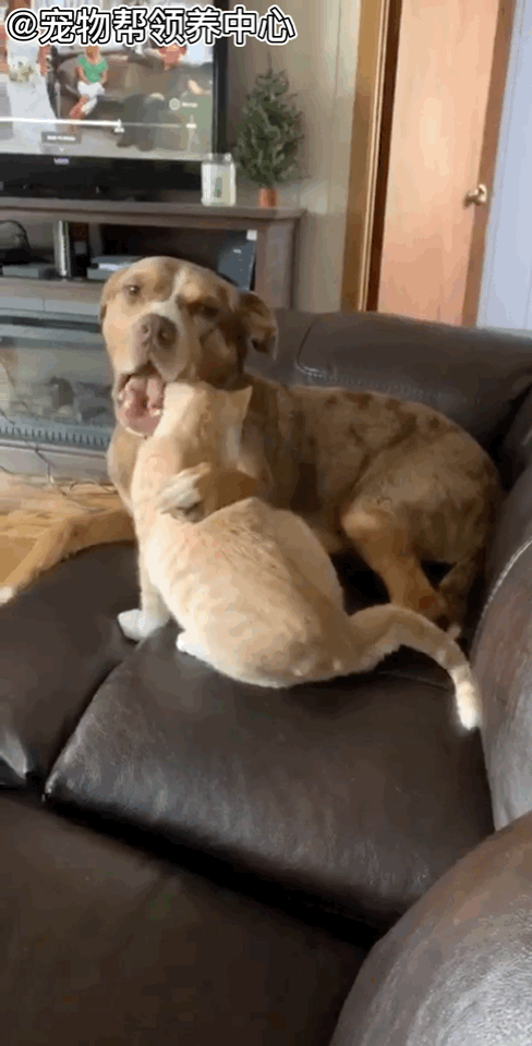 狗狗一头吞掉猫咪的头?奇怪癖好震惊主人