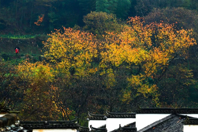 江浙沪皖秋季最值得去的十大景点