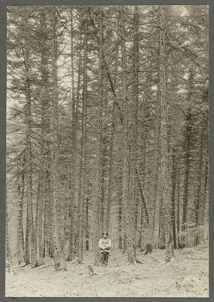 【洛克拍摄】左:云杉Picea asperata. China, Gansu (Djrakana). (1925-08-03)
