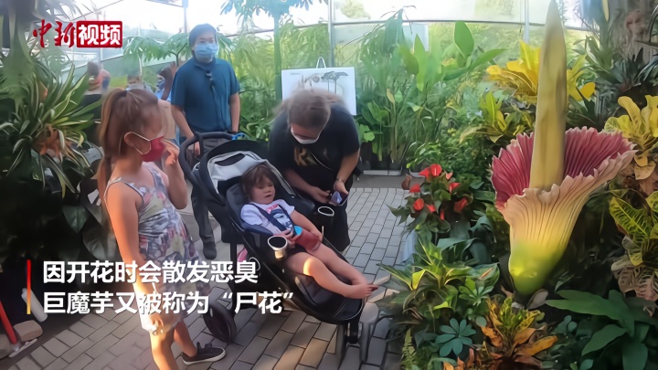 多伦多动物园奇葩植物开花 游客寻“臭”观“尸花”