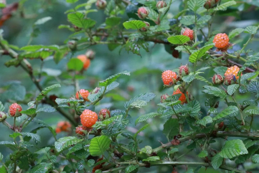 你带上小篮子我带上你一起到云南和树莓白萢青梅来一场唯美的味觉邂逅