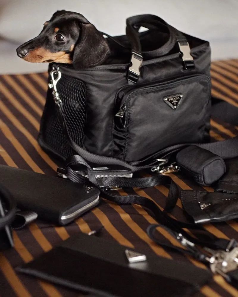 这年头，连宠物也流行凡尔赛了？, image size:800x1000