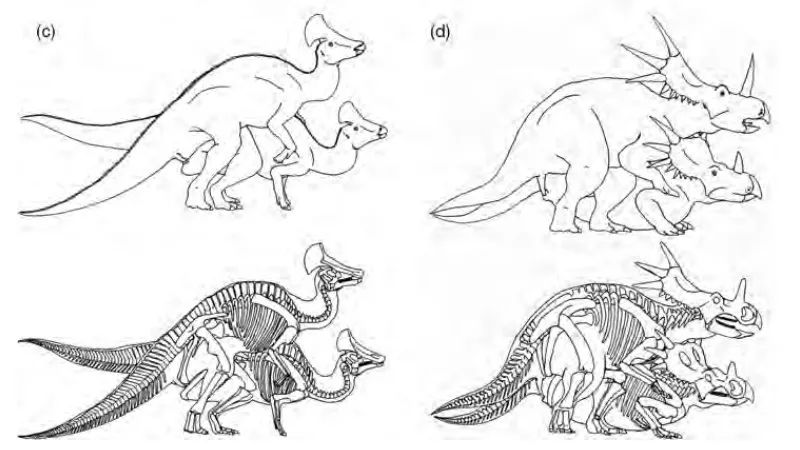 鴨嘴龍類的扇冠大天鵝龍(olorotitan arharensis)和