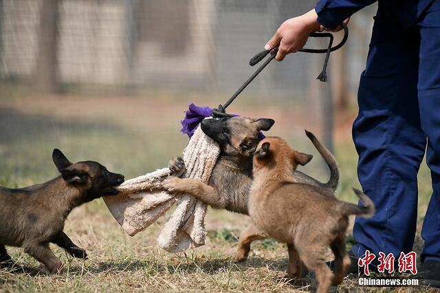 搜救犬們的