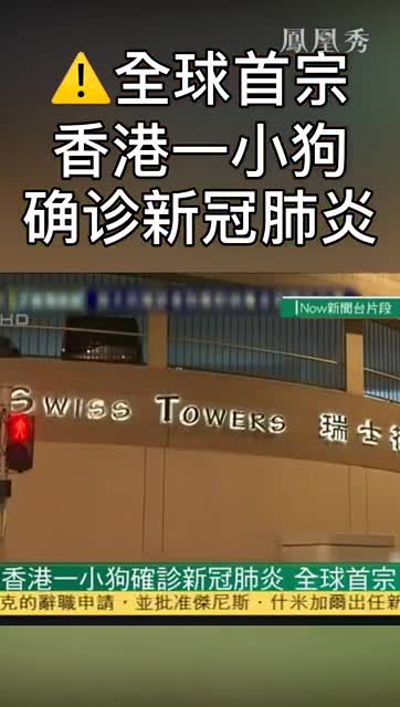 全球首宗！香港一小狗确诊新冠肺炎