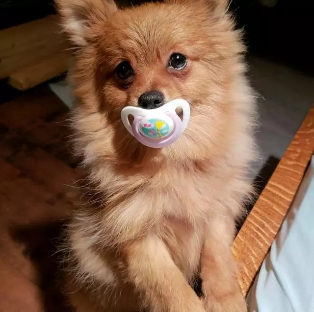 服务犬痴迷安抚奶嘴,背后原因让人心疼!