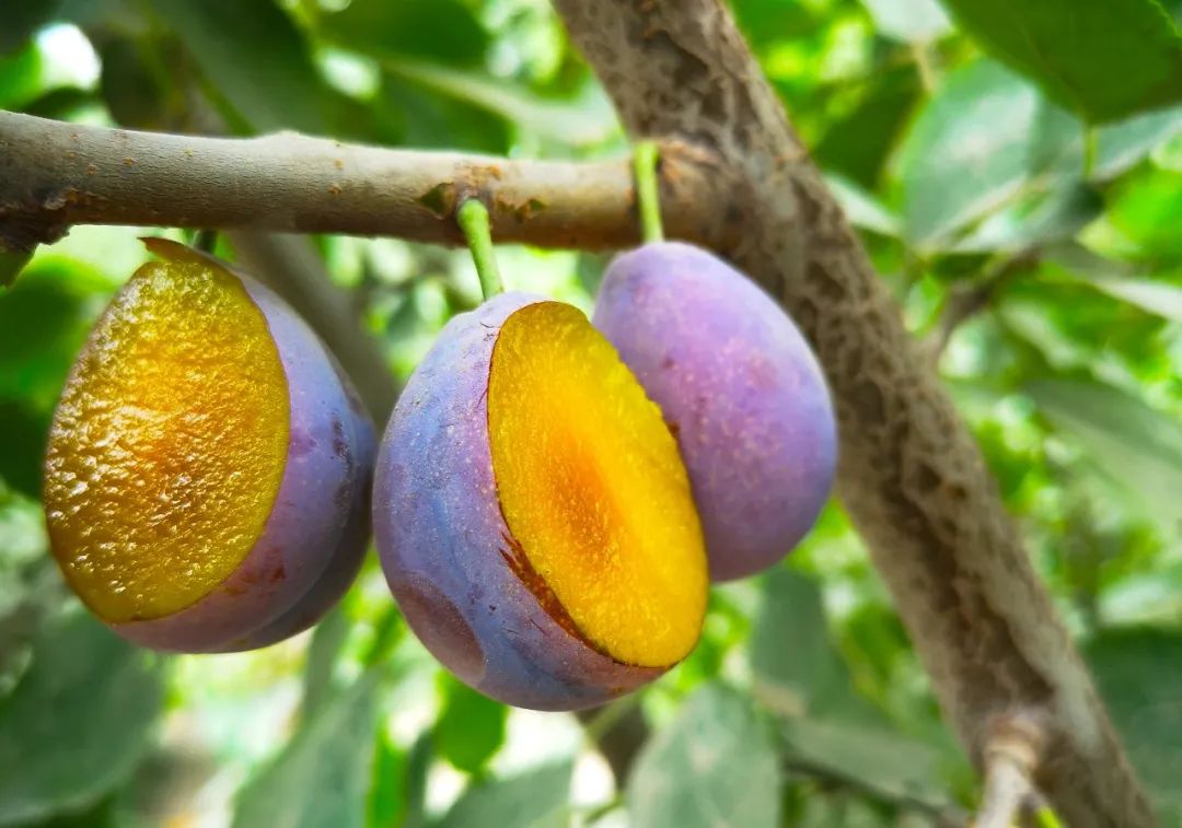 我宣布新疆西梅打败了智利车厘子