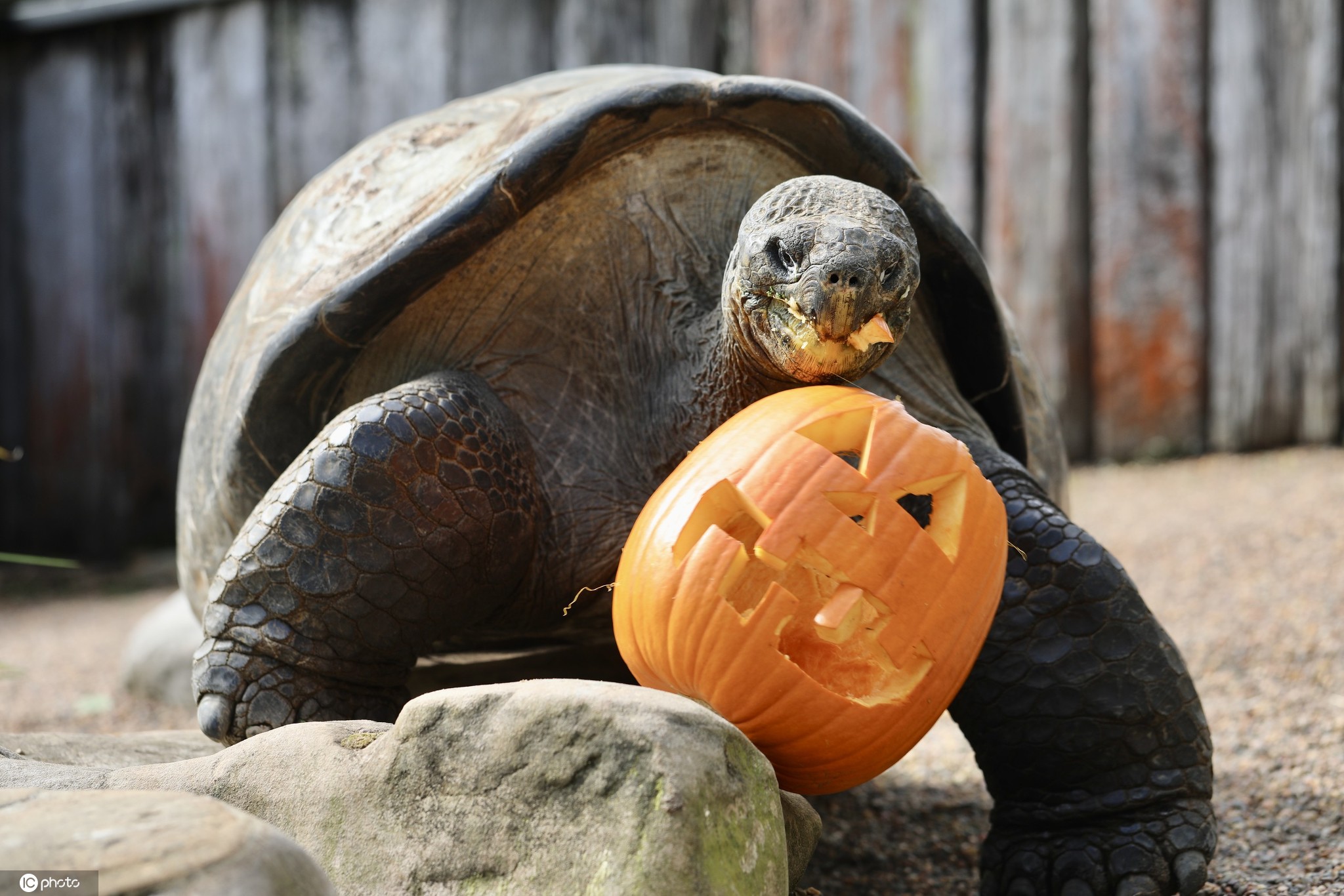 当地时间2020年10月30日,澳大利亚爬行动物园给小动物准备了万圣节大餐,袋獾、考拉和加拉帕戈斯象龟等动物吃南瓜津津有味。