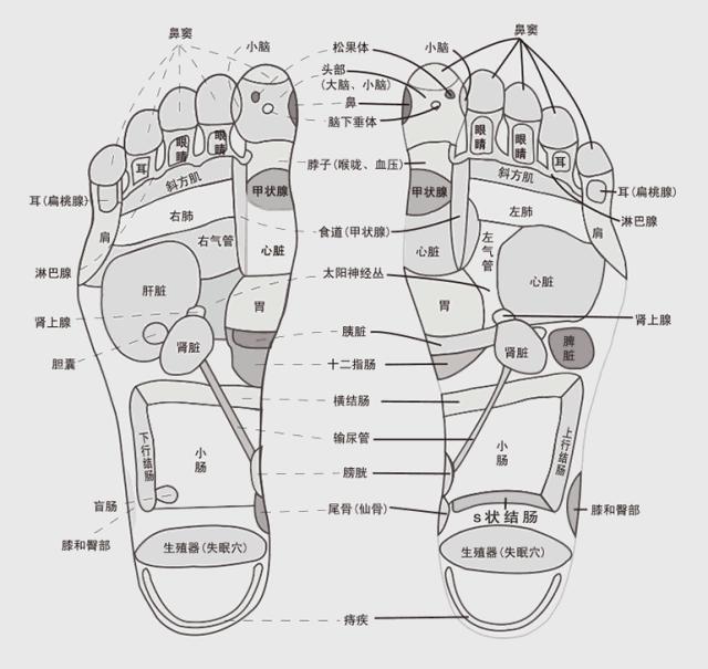 是人的第二心脏,其中遍布经络要穴,几乎每个穴位都有对应的腑脏器官