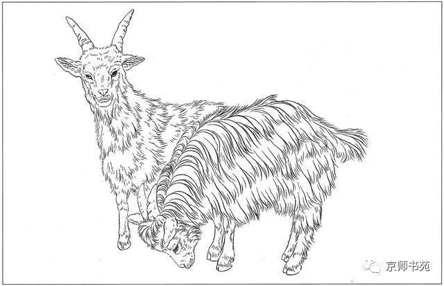 羊羊白描