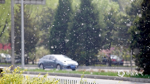 北京天气温暖杨柳絮纷飞-头条推荐-寻光热讯