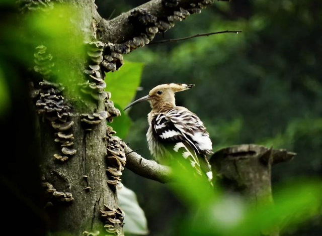 "戴"指戴胜鸟,谷雨时节桑树生长旺盛,时常可以看到戴胜鸟在桑树丛中飞