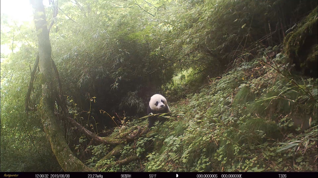 携子入镜 憨萌可爱,唐家河保护区拍到大熊猫视频