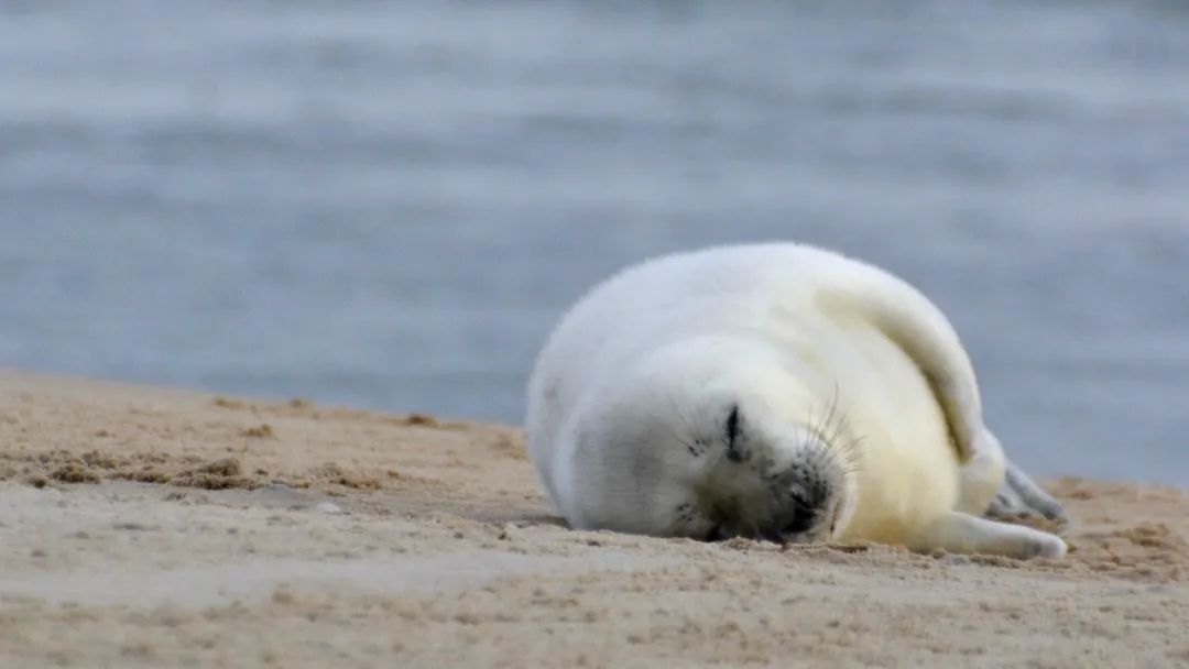 一種致命病毒在動物間相互傳播,這種病毒會使海豹,海獺和海獅大量死亡