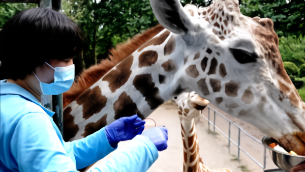 注重健康！上海动物园给动物“体检”