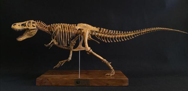 远古生物骨架图片