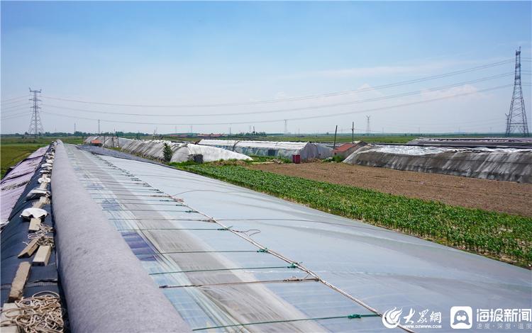 东营影像·脱贫故事|武王村:一颗西红柿"跑"出的致富路__凤凰网